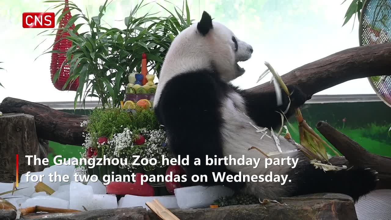 Giant pandas Xingyi, Yayi celebrate 10th birthday in S China's Guangdong