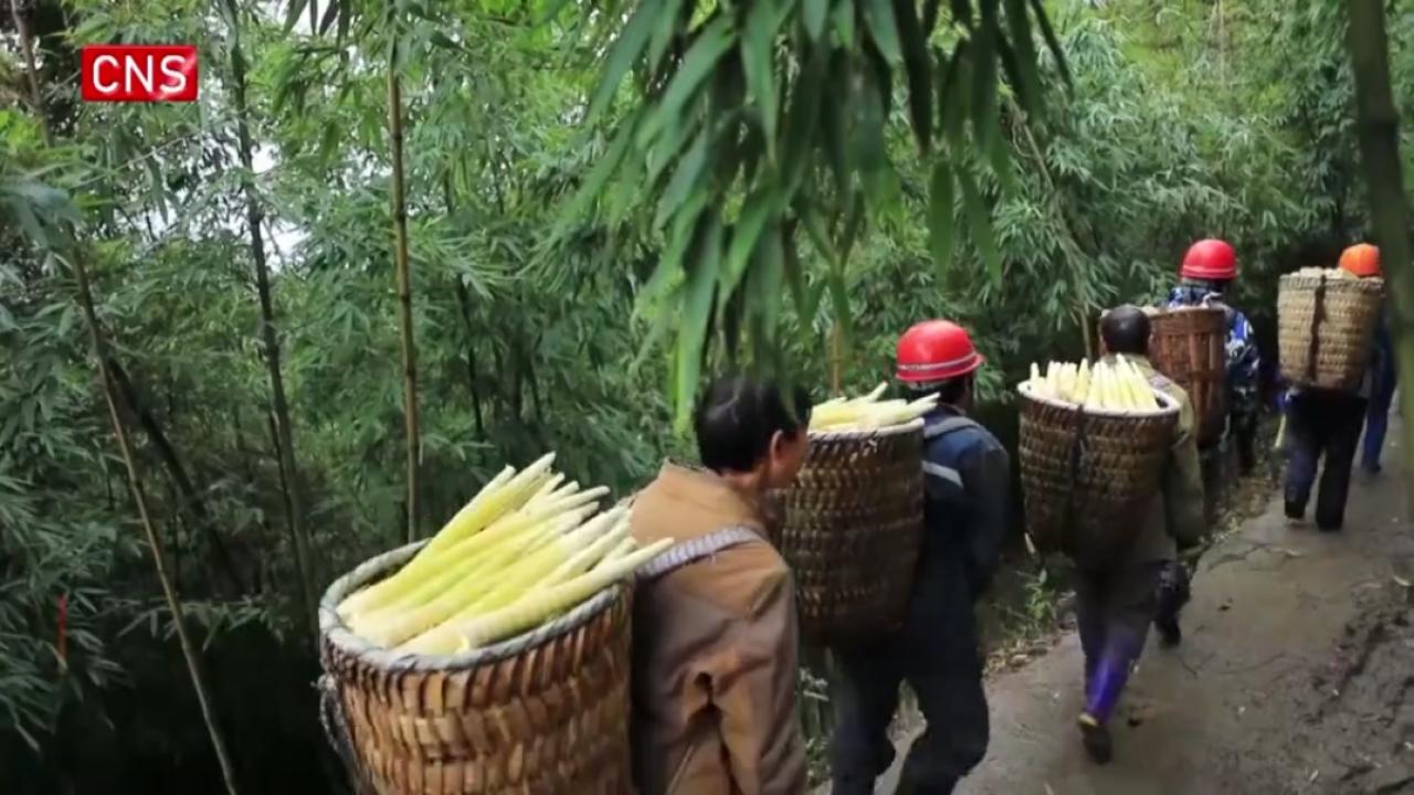Farmers busy harvesting bamboo shoots in SW China