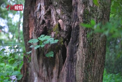 探访湖南安仁百年古树群：浓荫正密 最大树龄六百岁