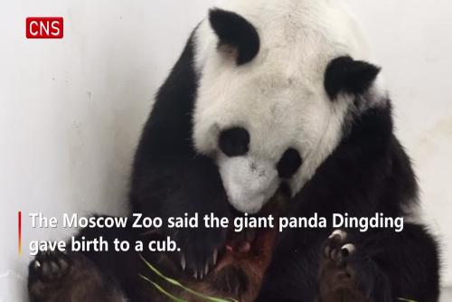 Giant panda cub born in Russia for first time at Moscow Zoo