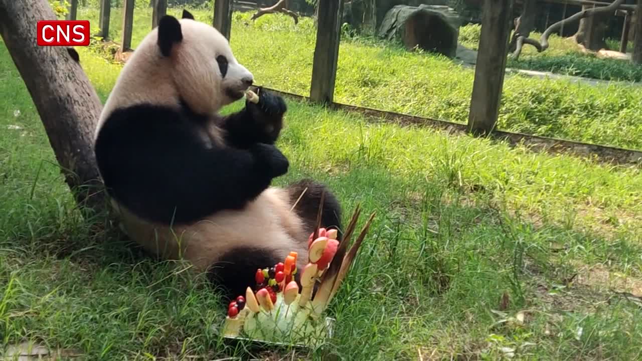 Giant panda Mang Zai celebrates 12th birthday in Chongqing