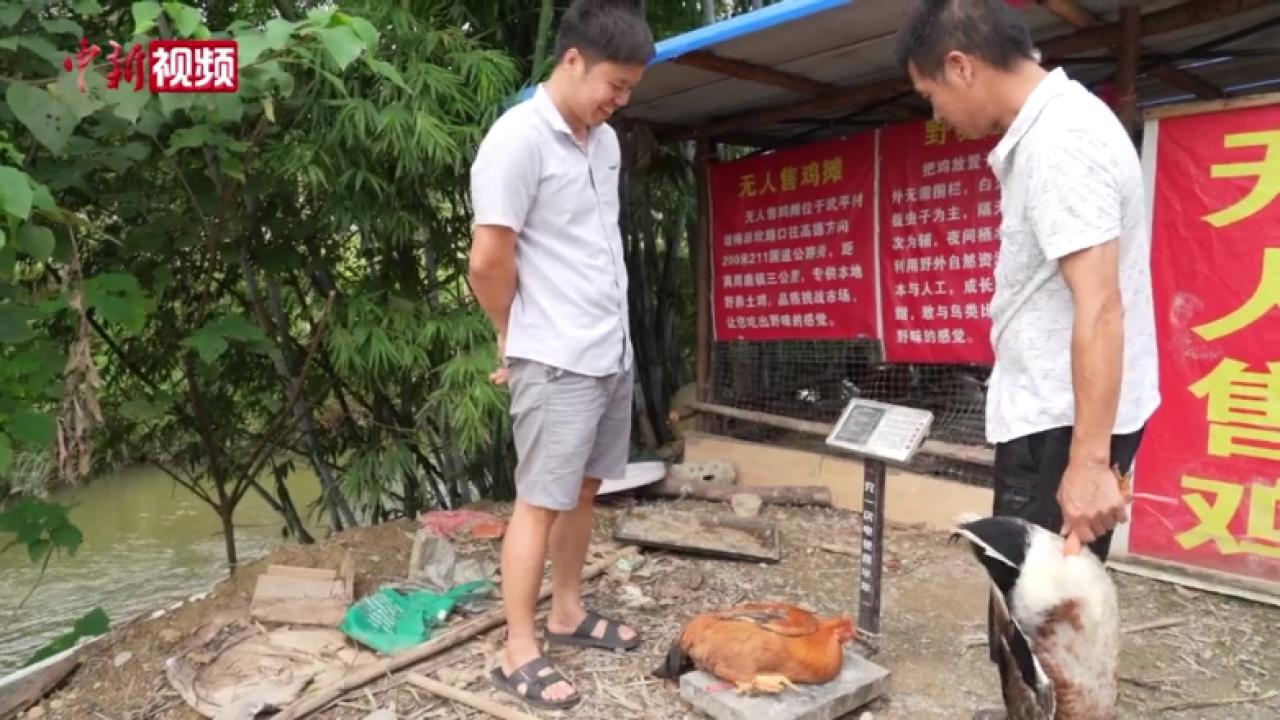 广西公路边无人售鸡摊10个月卖1300余只 无一被偷