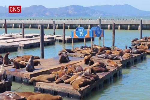 Sea lions hang out at San Francisco's Pier 39