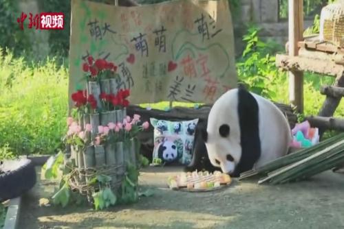 北京动物园为“萌萌”办17岁生日会