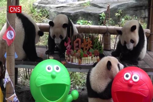 Giant pandas at Chongqing Zoo enjoy birthday celebrations