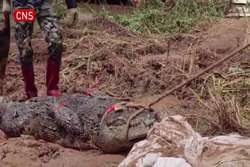Over 80% of escaped crocodiles captured in Guangdong