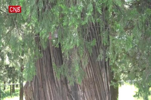 Meet the skillful 'ancient tree doctor' at Temple of Heaven