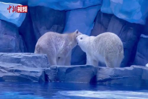 北极熊“夫妇”安家郑州