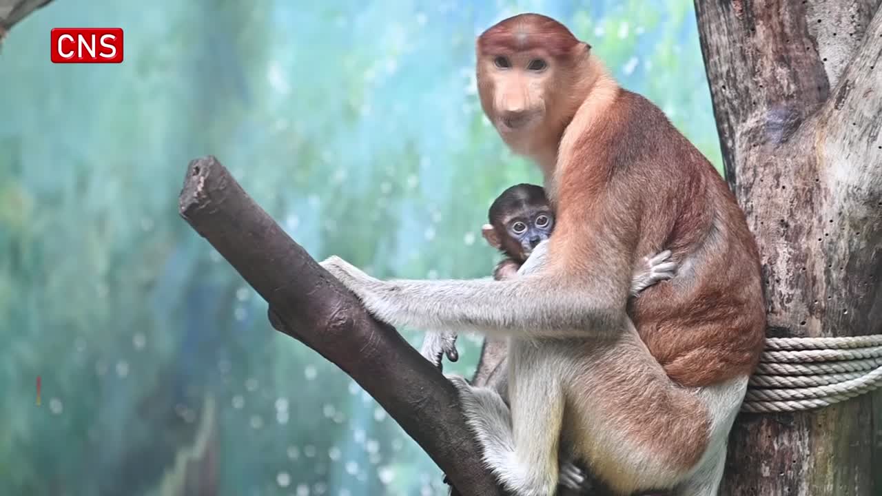 Long-nosed monkey baby makes public debut in Guangdong