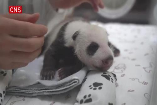 Russia's 1st giant panda cub confirmed to be female