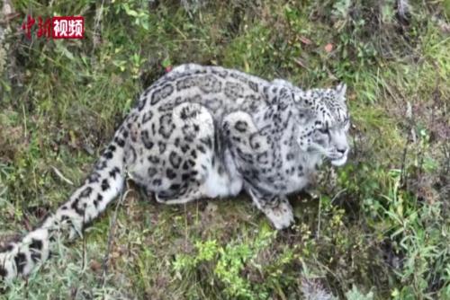 青海：生态管护员拍摄到高清雪豹影像