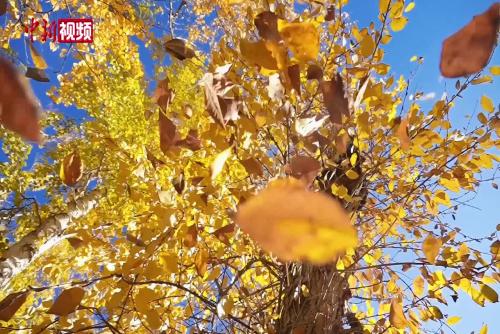 新疆阿勒泰：桦林公园秋色正浓