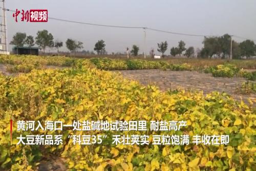 中國耐鹽大豆“科豆35”示范畝產突破300公斤