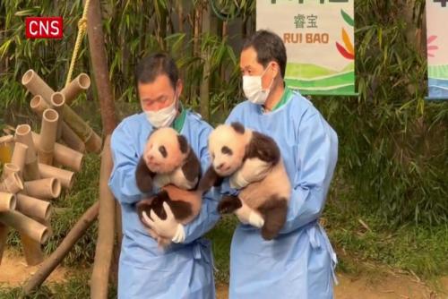 Giant panda twins meet public in S. Korea, names revealed
