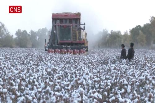 Machines revolutionize cotton harvest in Xinjiang