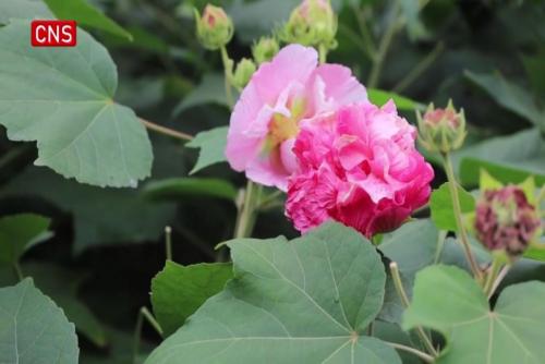 Space-bred Hibiscus flowers blooming in SW China's Chengdu