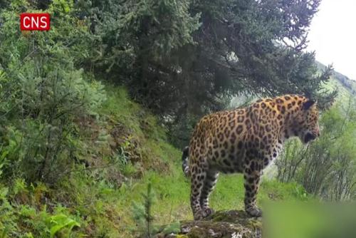 Wild animals caught on camera in SW China's natural reserve