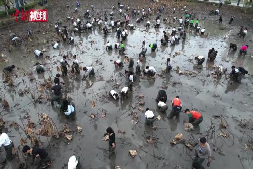 重慶一大學師生徒手挖出718斤蓮藕