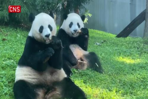 Giant pandas Mei Xiang, Tian Tian, Xiao Qi Ji depart Washington for China