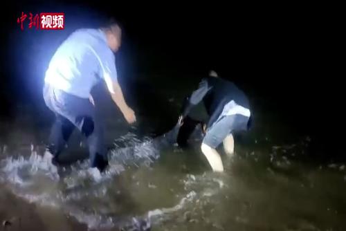 福建海警成功救助擱淺海豚