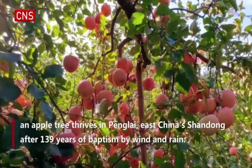139-year-old apple tree thrives in E China's Shandong