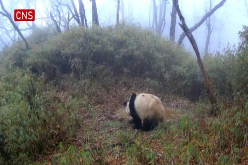 Smart infrared cameras aid wildlife monitoring in Giant Panda National Park