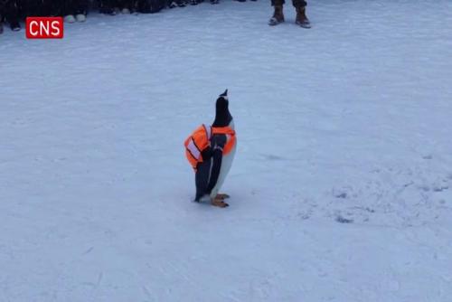 Cute Gentoo penguin visits landmark in NE China