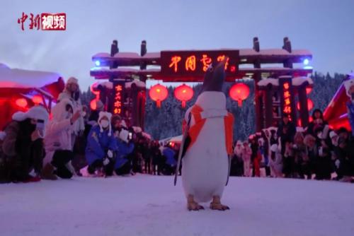 黑龙江：企鹅进雪乡 开启“冰雪奇缘” 