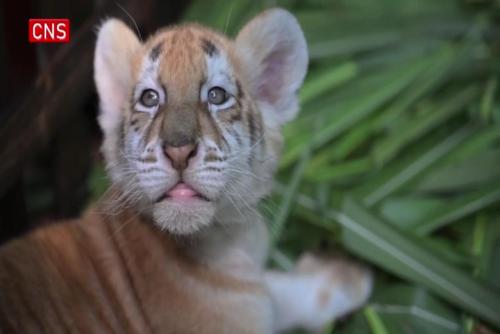 Three newborn tiger cubs make debut in S. China's Guangdong