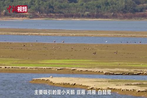 鄱阳湖畔护鸟人：巡护湖岸 观测鸟群