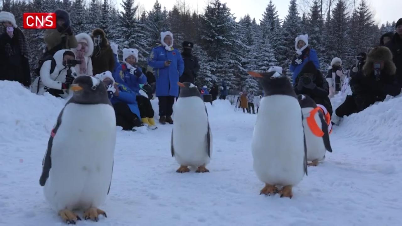 Penguin parade in China's Snow Town draws attention 