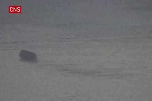 Good swimmer! Wild boar swims across Yangtze River in Nanjing