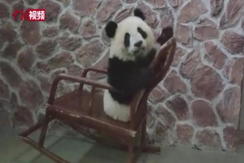 大熊猫“福菀”最新画面：在小摇椅上愉快玩耍