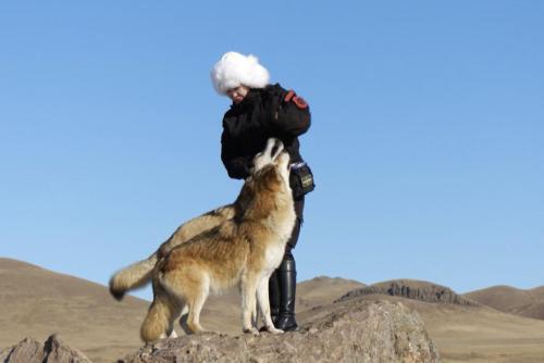 内蒙古：实拍驯狼师与草原狼互动