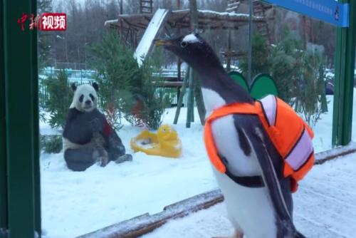 黑龙江：企鹅“拜访”熊猫 共赏冰雪美景