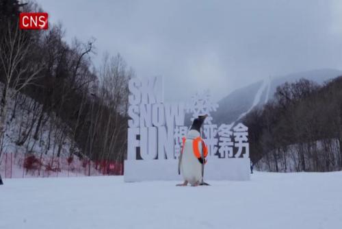 Little penguin visits China's northernmost panda house
