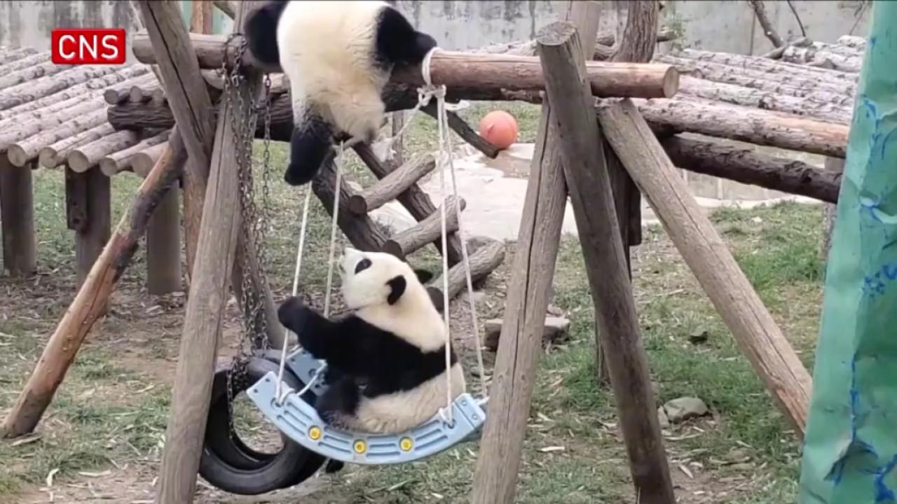 Giant panda cubs swing in northwest China