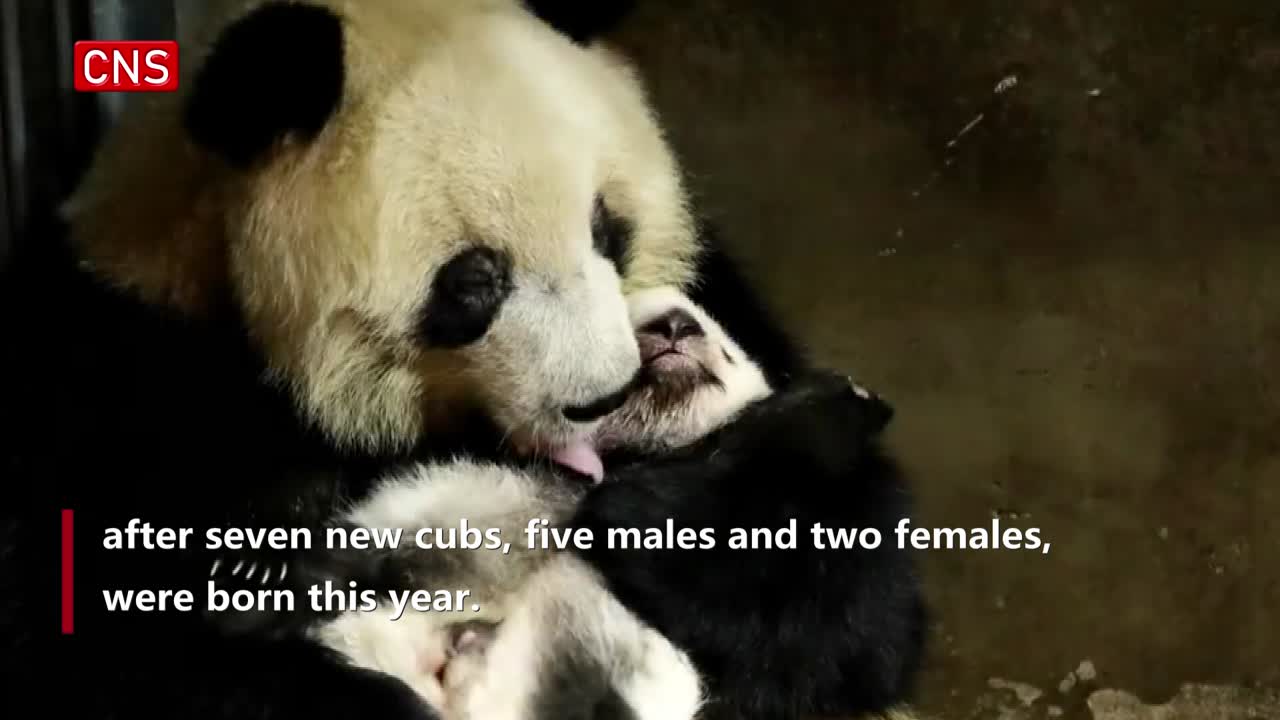 49 giant panda cubs born at Qinling research center