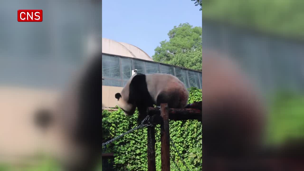 Giant panda Meng Da shows off gymnastic skills at Beijing Zoo