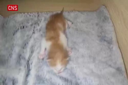 China breeds first cloned cat with home-grown equipment, reagents and consumables