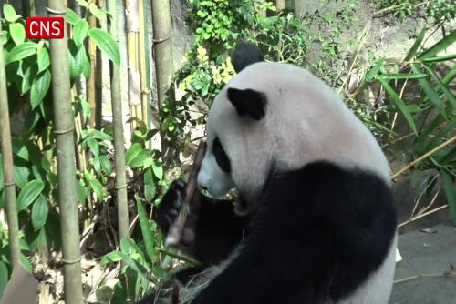 Fans bid farewell to panda Le Le in Singapore