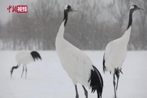 “京津冀最美湿地”衡水湖：白雪和候鸟相映成趣
