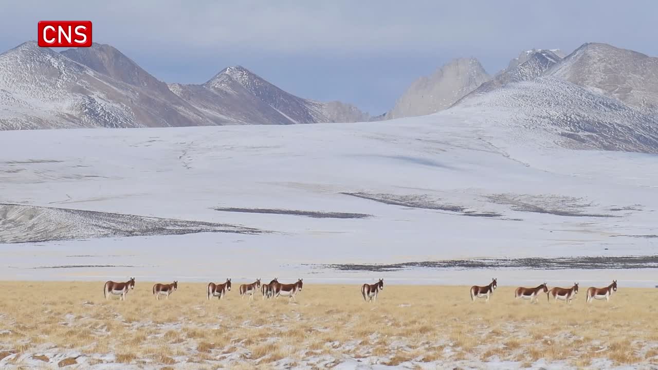Xizang wild donkeys spotted in snow-covered meadows
