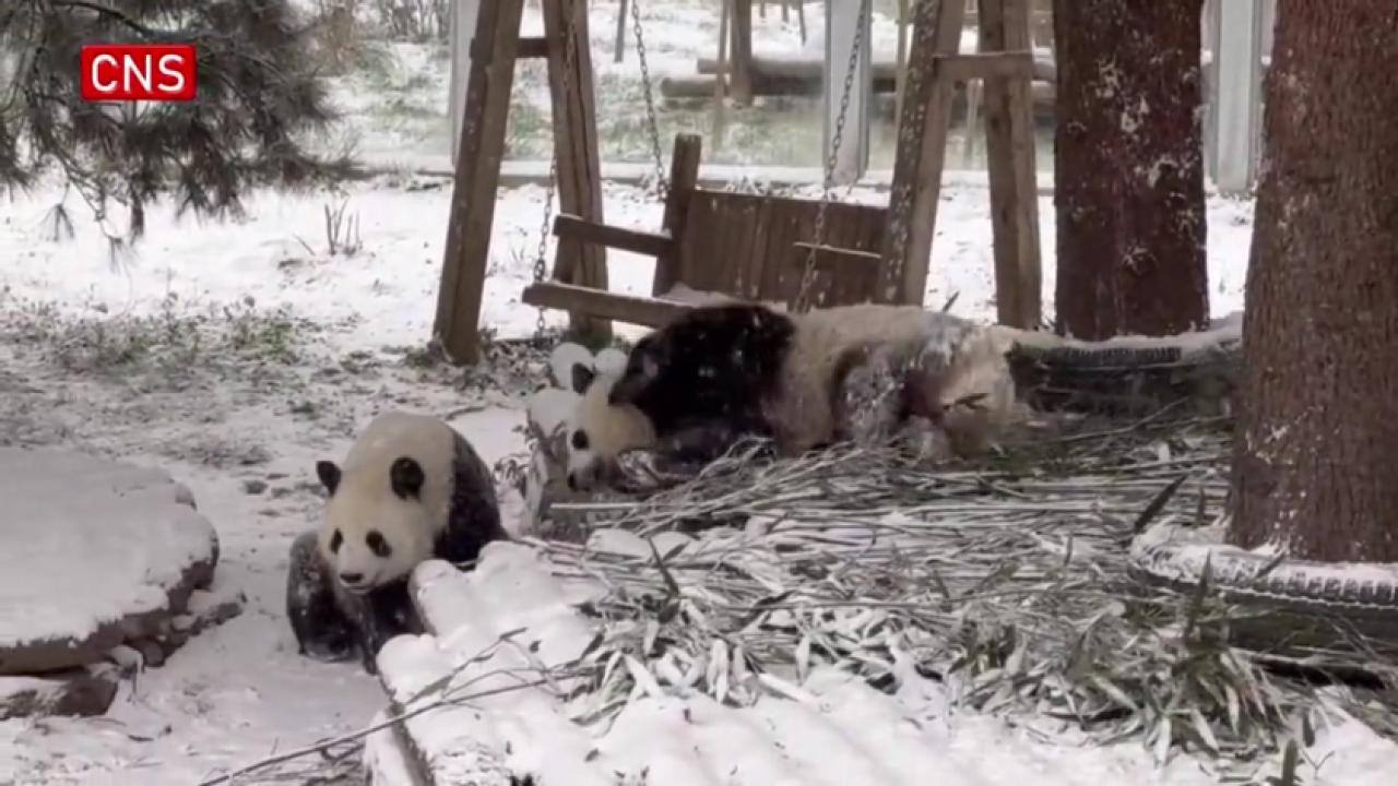 Giant pandas 'wrestle' in snow in NW China's Shaanxi 