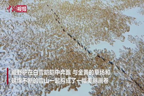 記者偶遇中國國家一級重點保護野生動物藏野驢
