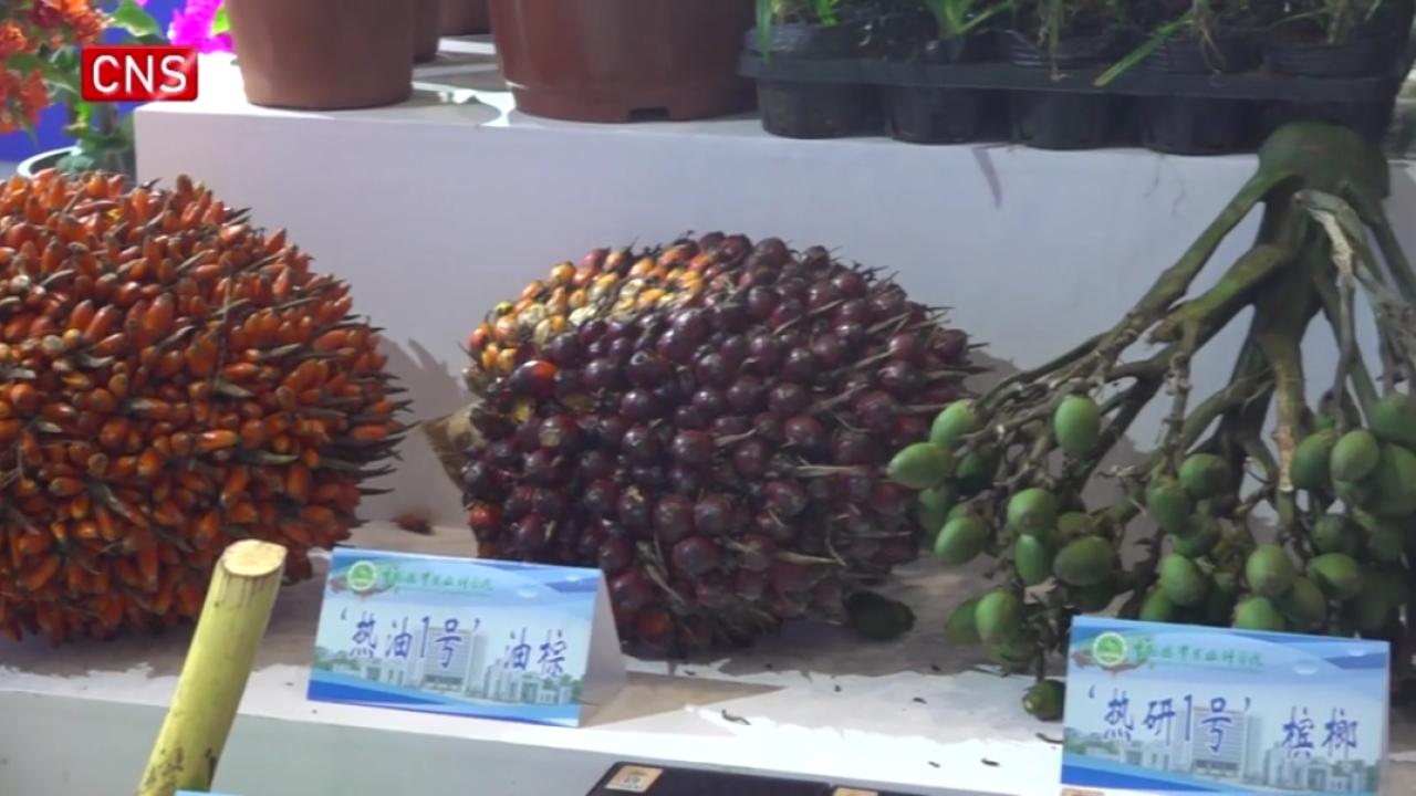 Tropical fruits debut at Winter trade fair in Hainan