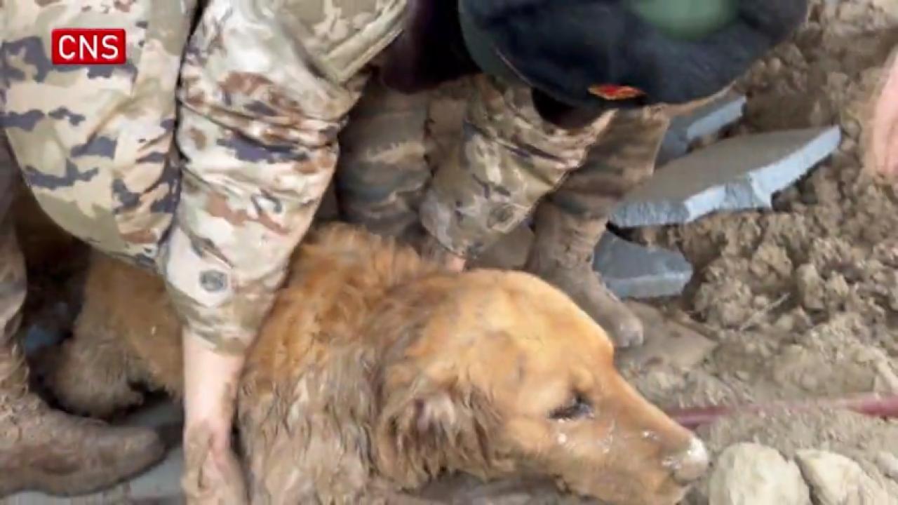 Dog in Qinghai rescued after trapped over 30 hours in earthquake
