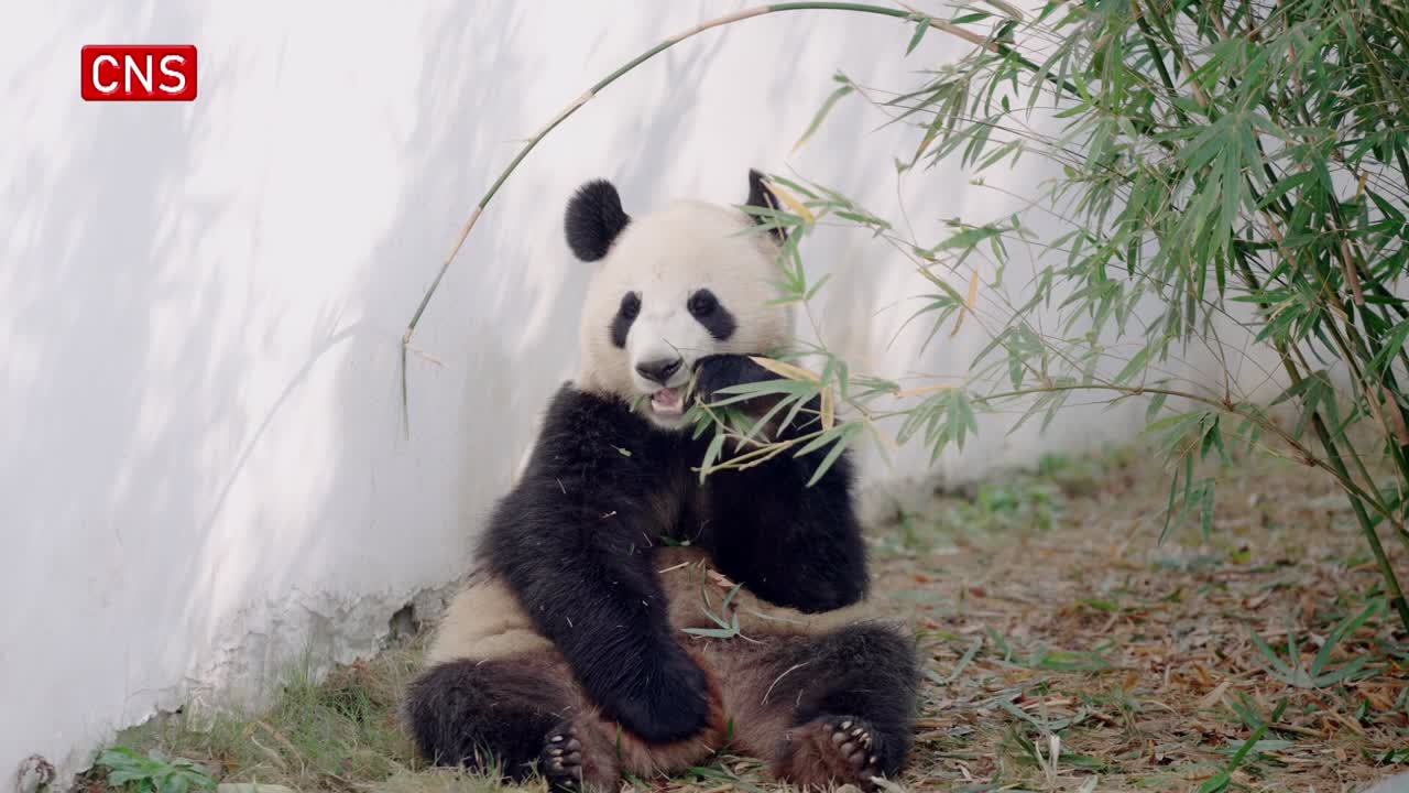 Ten giant pandas debut after settled in C China's Hunan