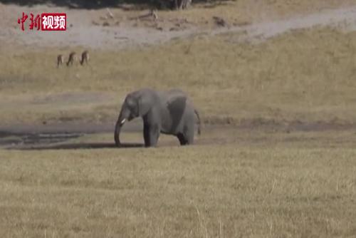 津巴布韋大旱 至少100頭大象被渴死