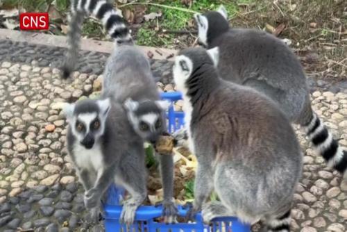Changsha Ecological Zoo keeps animals warm in winter